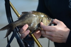 Besides a welcome change of pace from the intensity of college athletics, spearfishing provides freshman offensive lineman Carl Hulick the opportunity to enjoy his fresh catch. Hulick said fish tacos are among his favorite post-dive recipes. Sophomore water polo player Daniel Lenhart recently joined Hulick on a weekend spearfishing trip. 