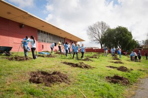 Volunteers with the UCLA Volunteer Center’s “One Bus, One Cause” campaign plant trees at Inglewood’s Morningside High School.