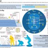 Graphic: How To Play Cricket