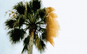 Palm tree in Beverly Hills