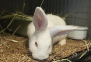 Michelle Kelly, a UCLA alumna, said she noticed that rabbits were the “third-class citizens” of animal shelters. 