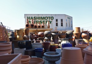 hashimotonursery.jpg